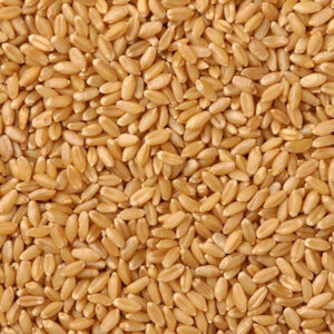 Sharbati Wheat