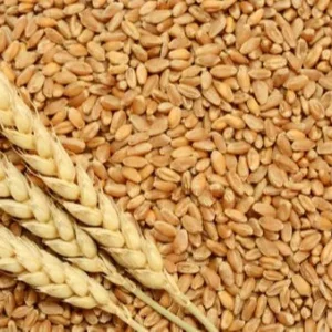 Dara Grade Wheat